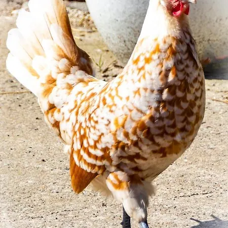 Staberhuk Links - Xl - Sonnendurchflutet - Terrasse